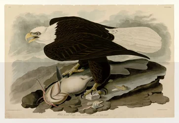 Plaat 31 van Birds of America door John James Audubon met afbeelding van de witkoparend